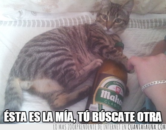 cerveza,botella,gato,abrazado,buscate otra